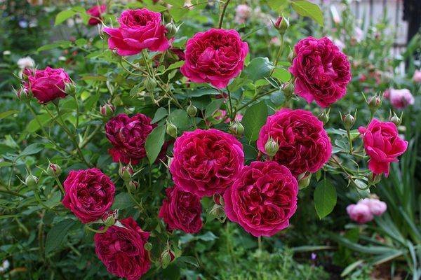 О самых неприхотливых и зимостойких розах для Подмосковья: сорта неукрывных роз