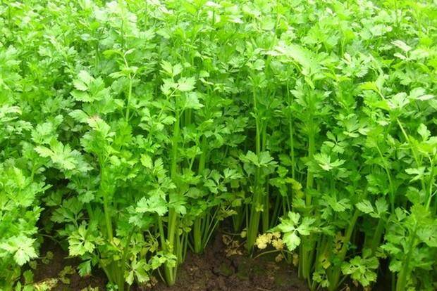Все о выращивании сельдерея листового: посев и уход за растением