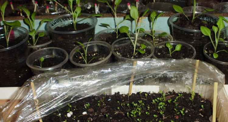 Портулак выращивание из семян: сроки и схема посева на рассаду, уход, пикировка, высадка