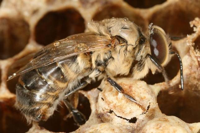 Жизнь, состав и обязанности пчелиной семьи: матка, трутни и рабочие пчелы
