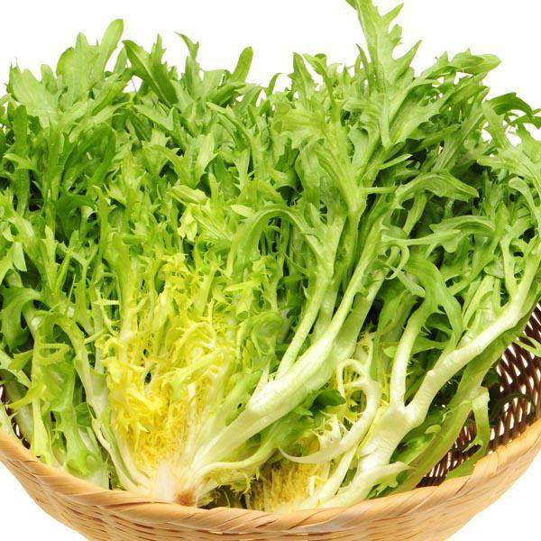 Как подготовить семена салата к посеву на рассаду