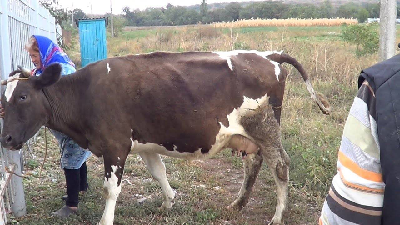 Чем лечить понос у теленка в домашних