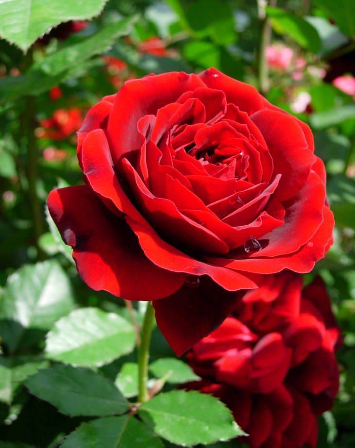 Роза амалия. роза амалия роза амелия энциклопедия роз