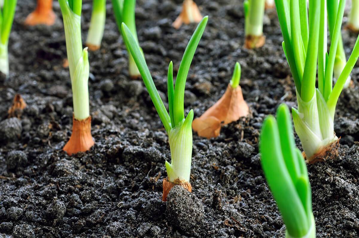 Когда сажать лук севок, рекомендации на апрель 2019 года: самое удачное время высаживания
