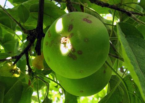 Чем обрабатывать яблони от насекомых-вредителей и болезней?