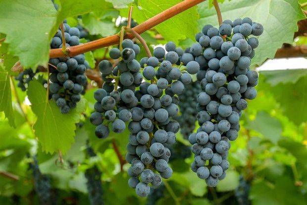 Виноград амурский - описание, посадка и уход
