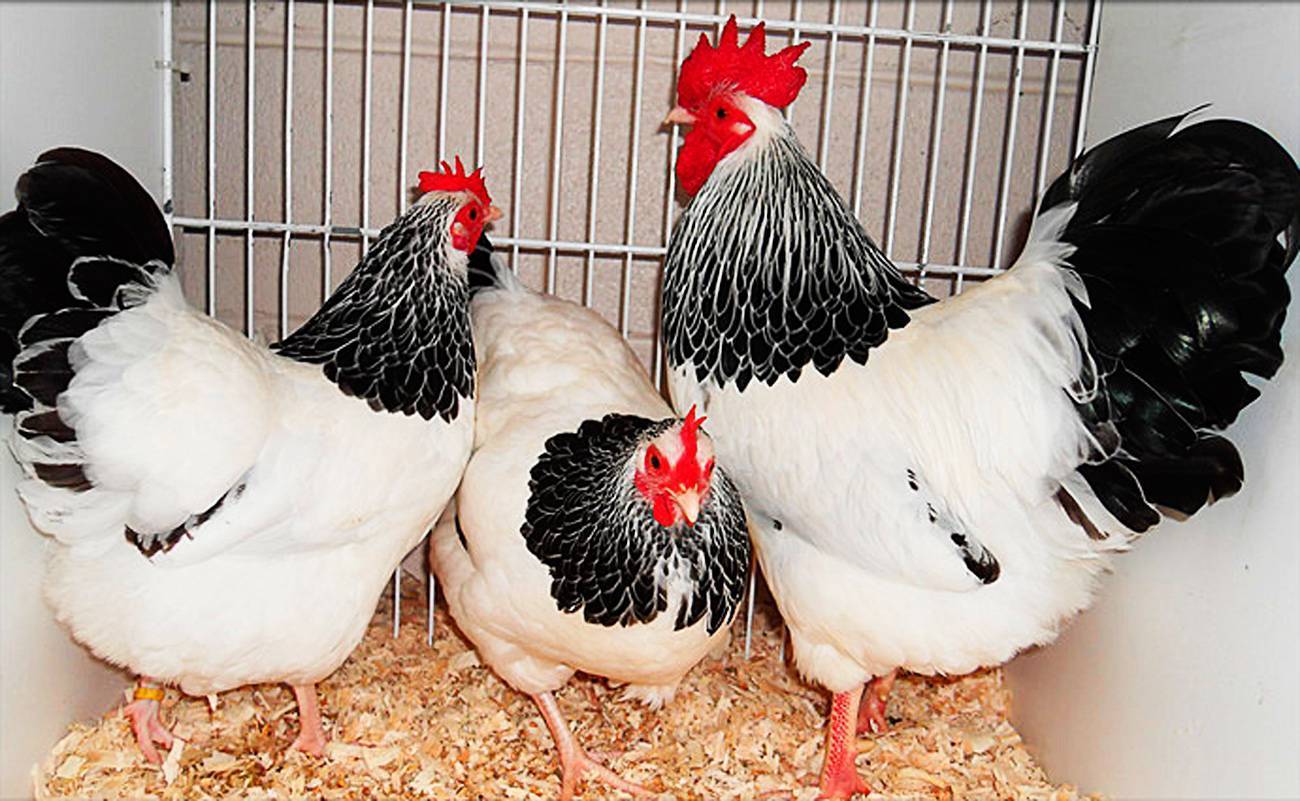 Цыплята амрокс: описание и фото породы, как определить пол, а также особенности содержания