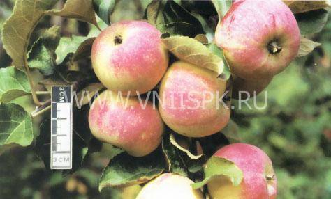 Особенности посадки яблони сорта аркадик и ухода за ней