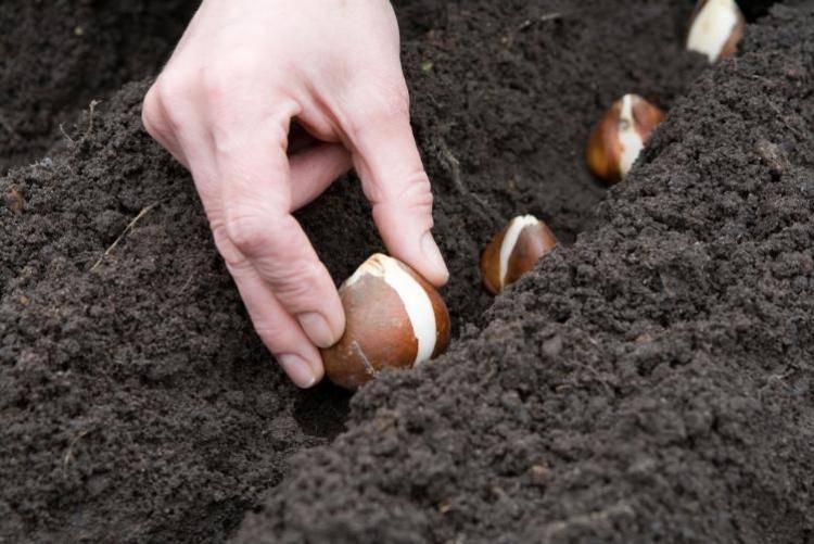 Как посадить лук на головку весной: когда и как правильно, посев в мае