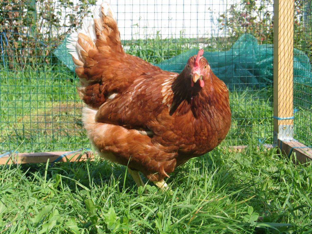 Описание кур породы мастер грей (17 фото): выращивание цыплят цветного бройлера, особенности ухода и кормления, отзывы владельцев
