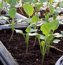 Можно ли выращивать капусту без пикировки и для чего она нужна