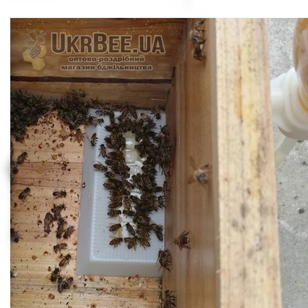 Как сделать нуклеус для насекомых — пчел