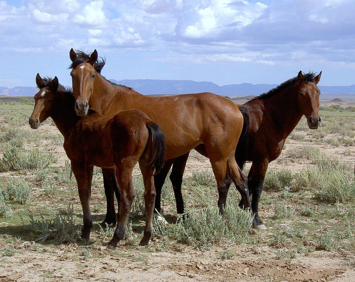 Мустанг – одичавшая лошадь дикого запада