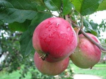 Сорт яблони брянский: описание и фото, особенности выращивания и характеристики