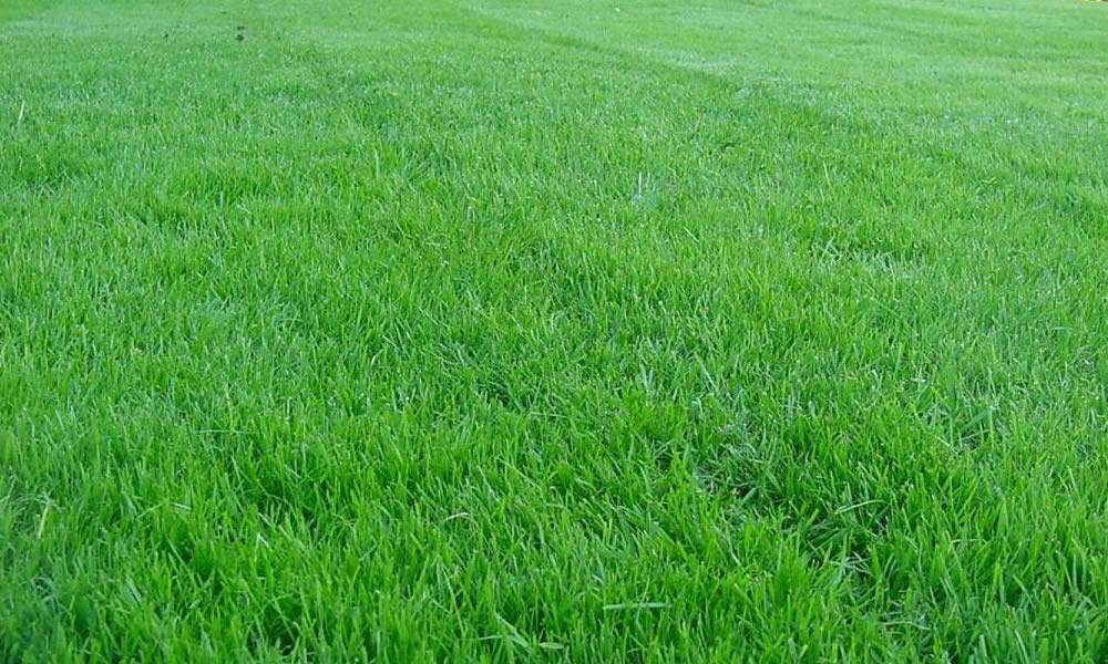 Удовольствие не для белоручек: когда и как правильно сажать газонную траву?