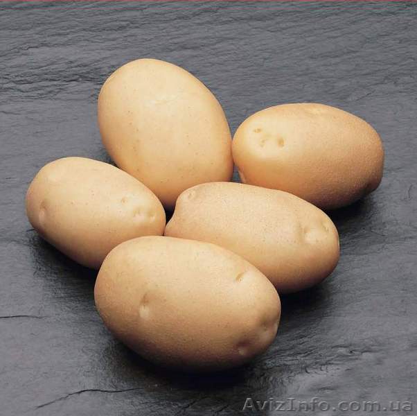 Ультраранний картофель «фермер»: описание сорта, фото, подробная характеристика
