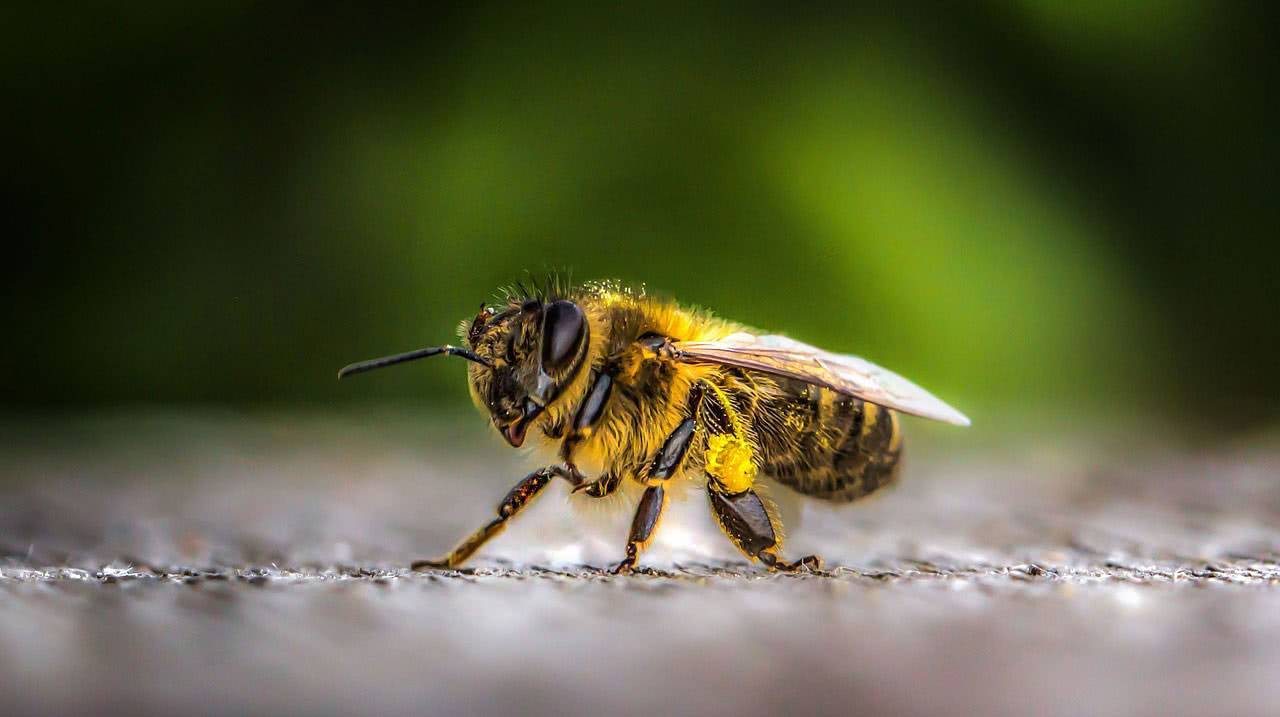 Гигантская пчела уоллеса
