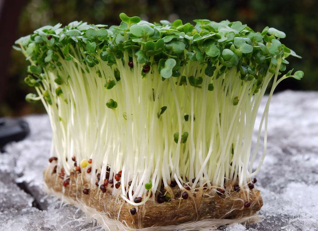 Все о кресс салате: что это, как выглядит, где растет, основные сорта