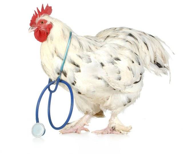 Болезни кур и цыплят бройлеров: симптомы и лечение