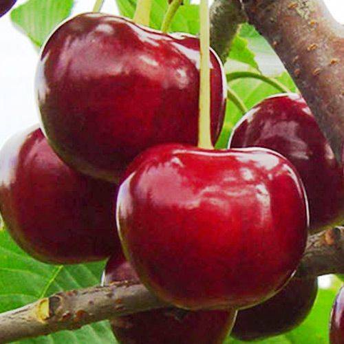 Лучшие сорта вишни для выращивания в подмосковье