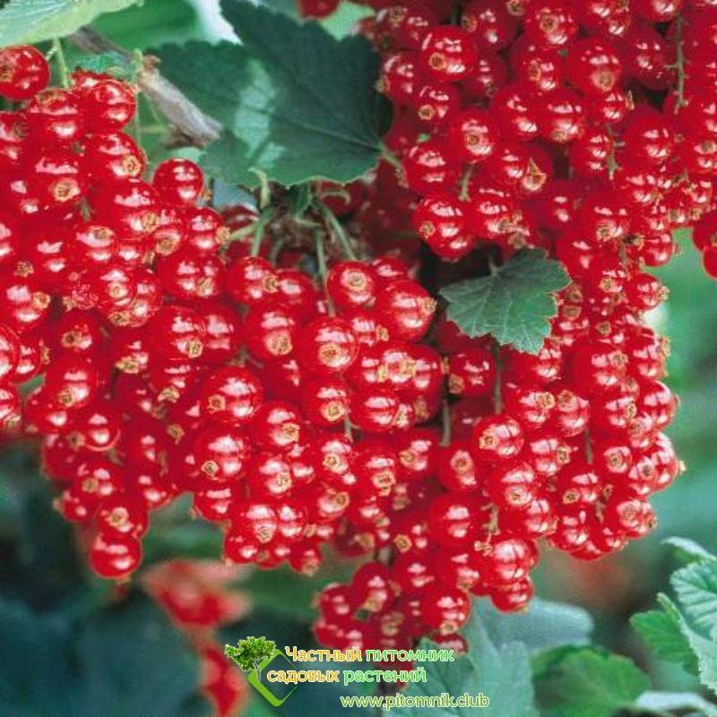 Смородина красная Йонкер ван Тетс: описание сорта, уход и выращивание