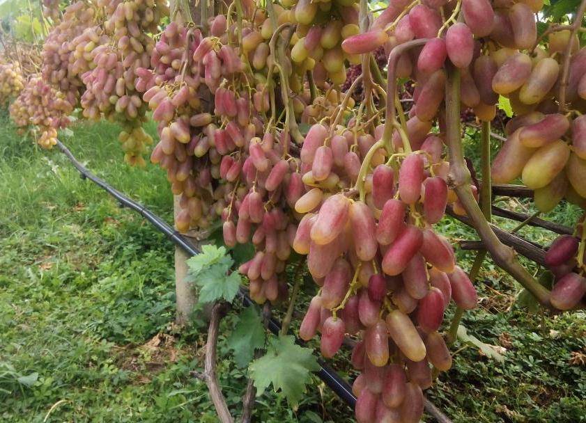Виноград с крупными гроздьями преображение. внешние признаки и агротехнические рекомендации