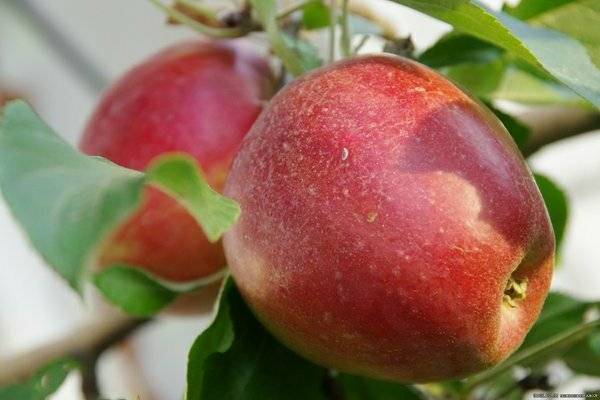 Описание яблони сорта «звёздочка»: характеристики, фото, отзывы садоводов