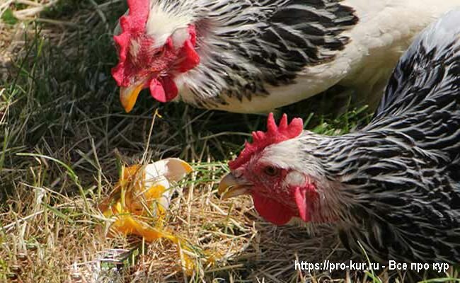 Уход за курами в курятнике: как отучить птицу клевать свои яйца