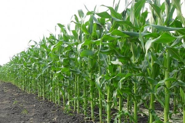Правильная технология возделывания кукурузы на силос - общая информация - 2020