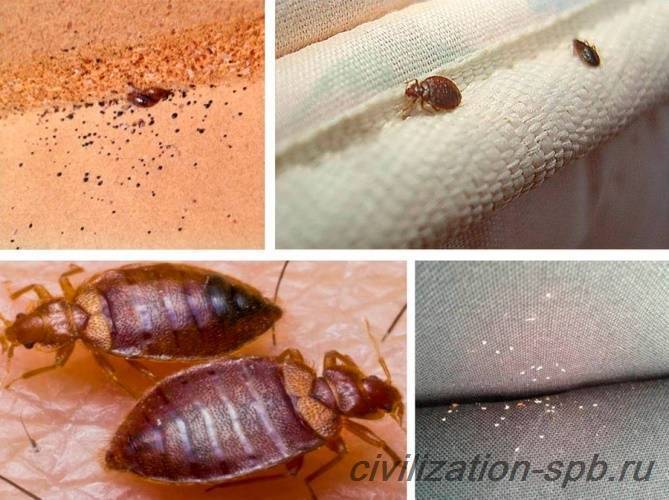Как избавить квартиру от рыжих мелких муравьев: борьба домашними средствами, отрава