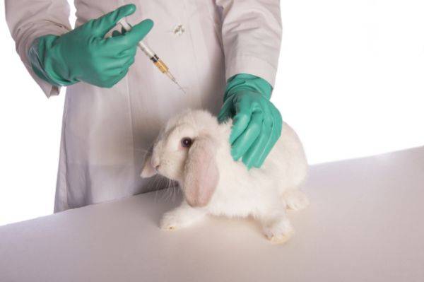 Чем разводить вакцину для кроликов от миксоматоза и вгбк