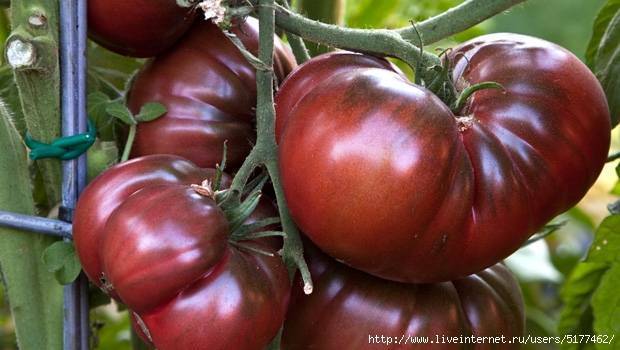 Размещение помидоров в теплице: отличная инструкция