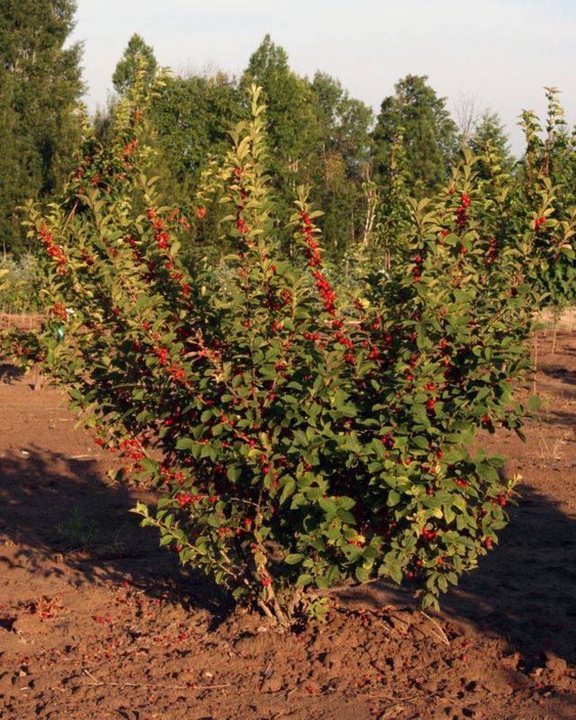 О карликовой вишне: описание сорта, особенности выращивания и ухода