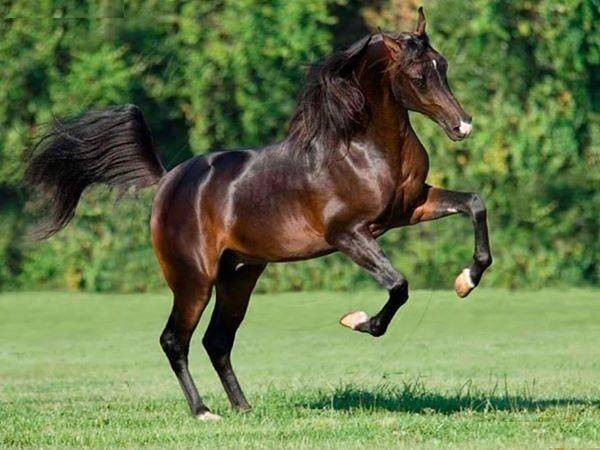 Топ-10 самых красивых пород лошадей