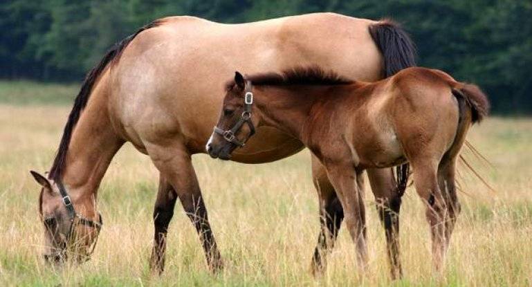 Сколько весит взрослая лошадь в среднем
