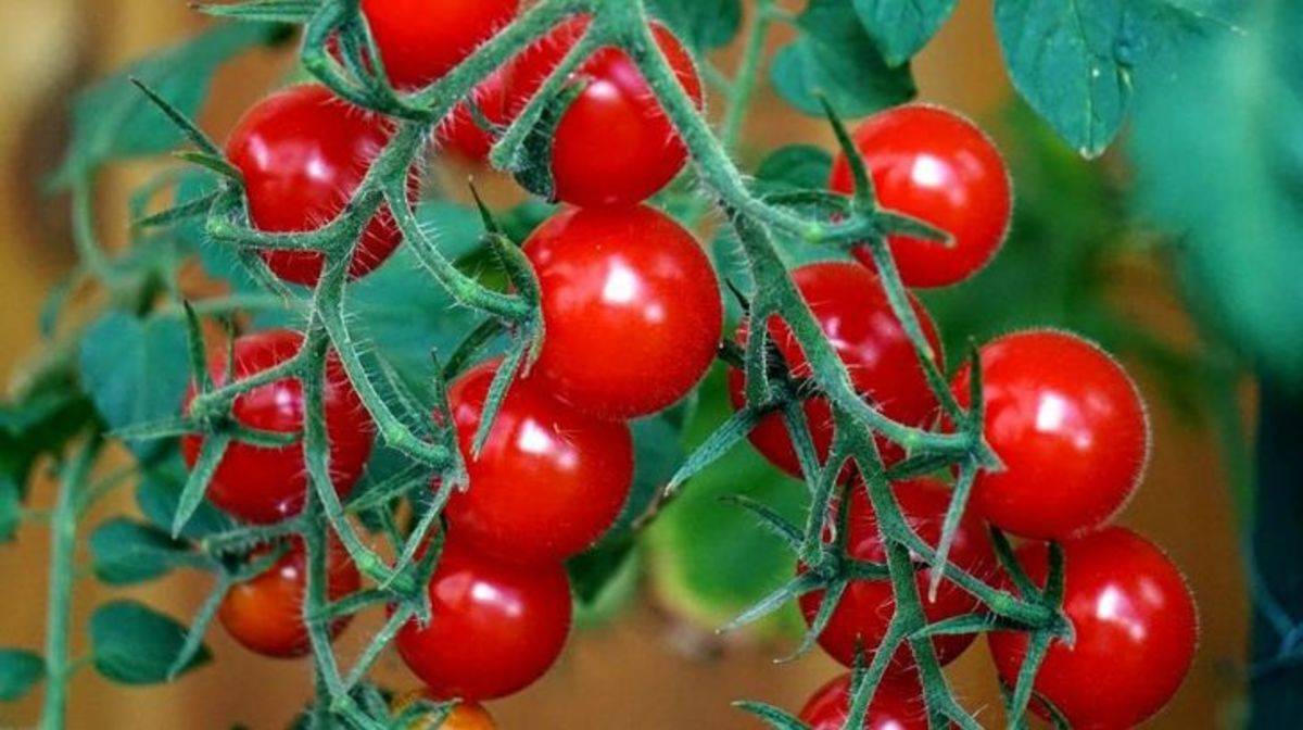 Выращиваем помидоры в открытом грунте и топ 10 советов по рассаде томатов