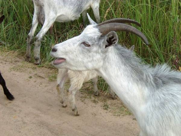 Отравление у коз: симптомы, лечение, профилактика | 
ветеринарная служба владимирской области