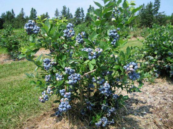Растение голубика садовая (vaccinium): описание и выращивание (с фото)