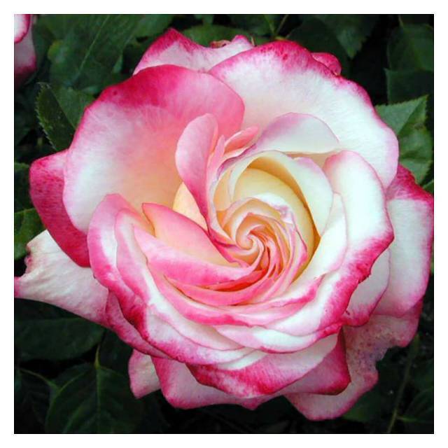 Розы флорибунда: описание, посадка, выращивание и уход