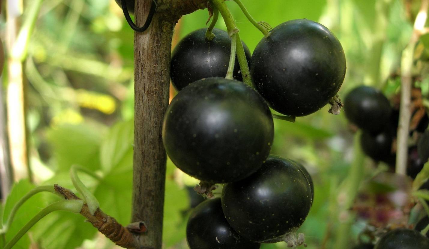 Смородина чёрная гармония: характеристики сорта и особенности выращивания