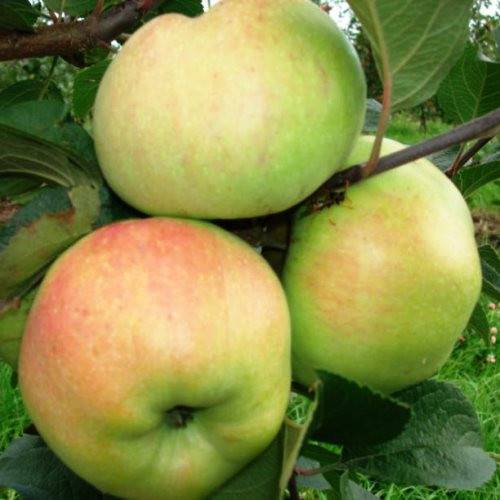 Сорт яблони краса свердловска: ботаническое описание и характеристика, агротехника выращивания