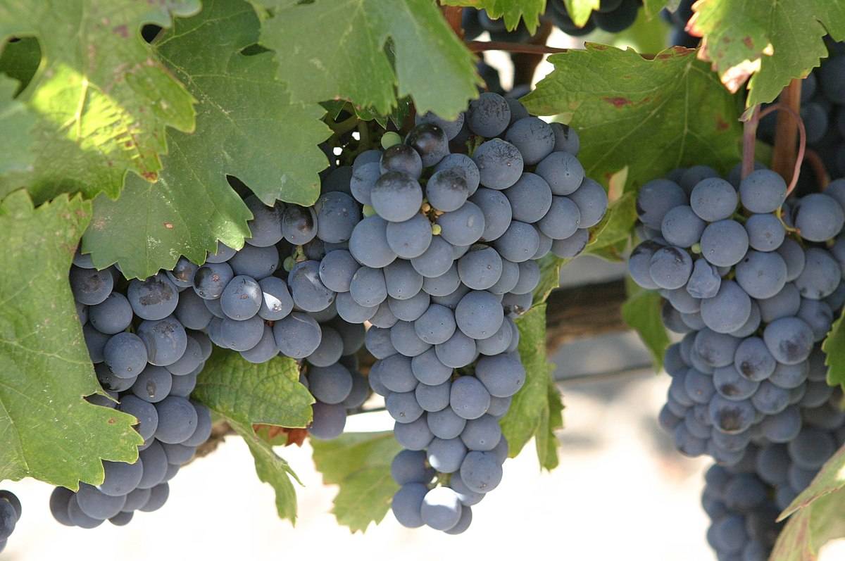 Как правильно приготовить вино из белого винограда