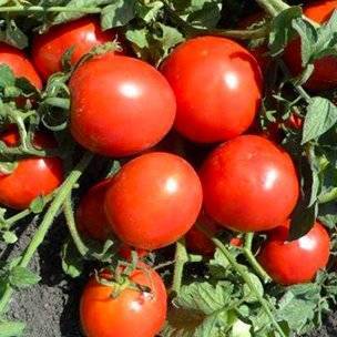 12 сортов очень сладких томатов – рекомендуют коллекционеры