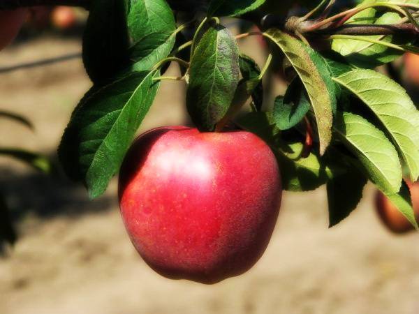 О яблоне Глостер: описание и характеристики сорта, посадка и уход