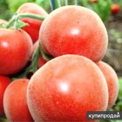 Томат "персик" - описание сорта помидоров: жёлтого, розового f1, а также красного