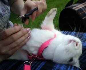 Как стричь когти кролику?