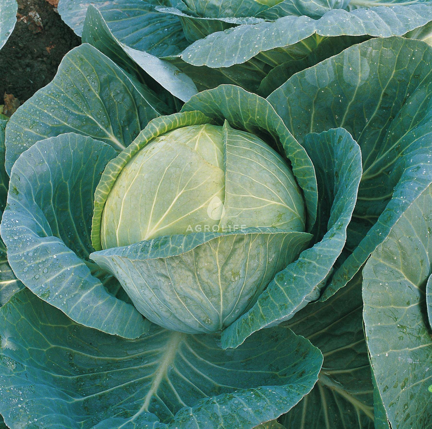 Большой урожай с малыми усилиями — капуста мегатон: характеристика, описание и фото сорта