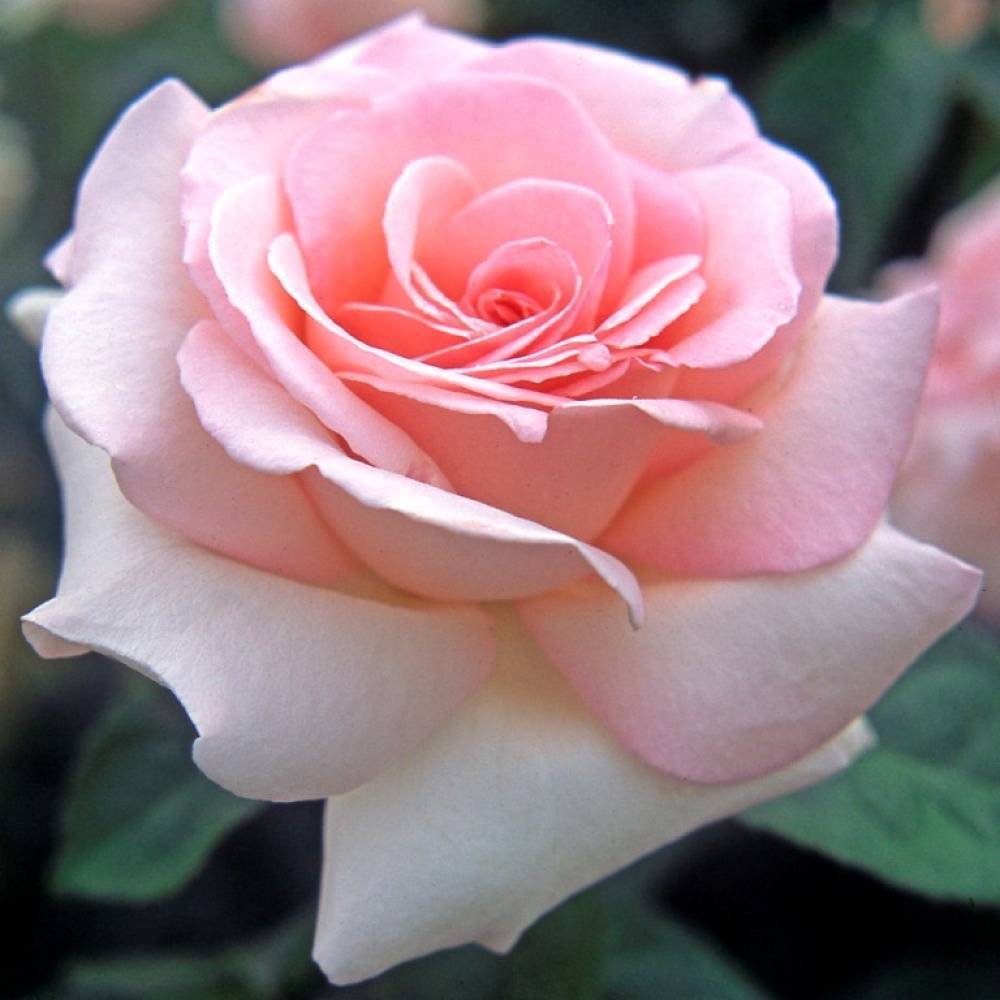 Pascali — чайно-гибридная роза с романтической внешностью и хорошей морозостойкостью