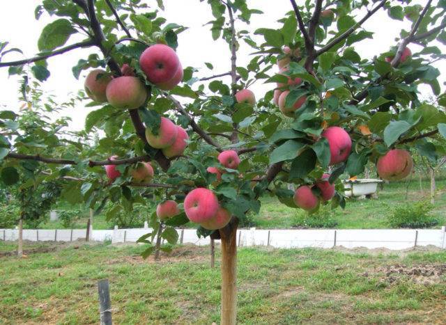 О яблоне Братчуд: описание сорта, характеристики, агротехника, выращивание