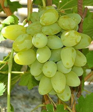 Сорт винограда «раджа», описание и фото